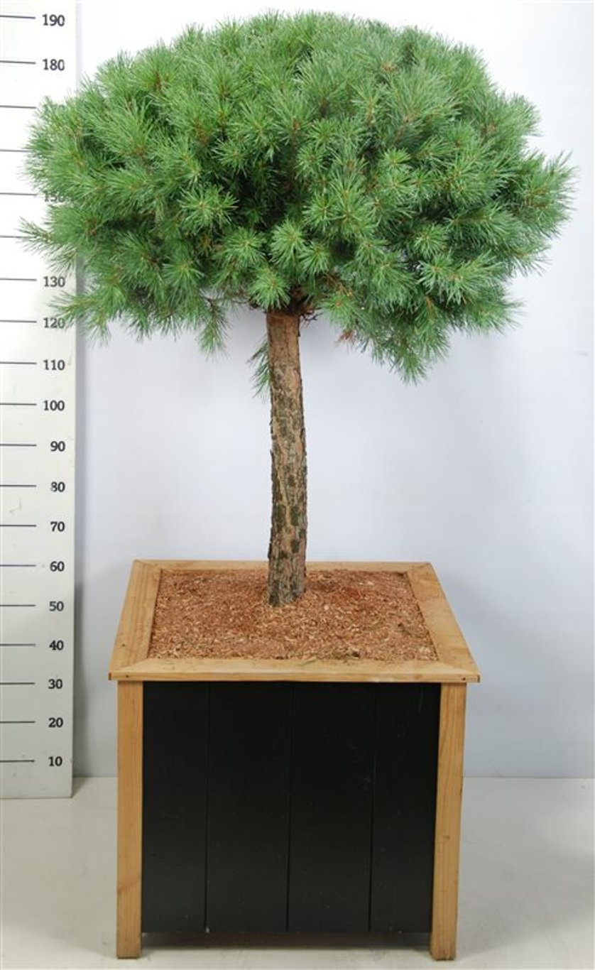 Pinus sylv. 'Watereri' - 80 CM Stem Cont.